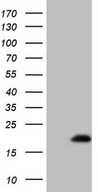 EIF4EBP3 Antibody - HEK293T cells were transfected with the pCMV6-ENTRY control (Left lane) or pCMV6-ENTRY EIF4EBP3 (Right lane) cDNA for 48 hrs and lysed. Equivalent amounts of cell lysates (5 ug per lane) were separated by SDS-PAGE and immunoblotted with anti-EIF4EBP3 (1:2000).
