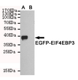 EIF4EBP3 Antibody - Western blot detection of EIF4EBP3 in CHO-K1 cell lysate ( B ) and CHO-K1 transfected by EGFP-EIF4EBP3 fragment ( A ) cell lysate using EIF4EBP3 mouse monoclonal antibody (1:1000 dilution).