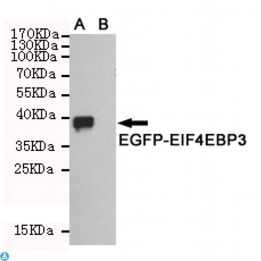 EIF4EBP3 Antibody - Western blot detection of EIF4EBP3 in CHO-K1 cell lysate (B) and CHO-K1 transfected by EGFP-EIF4EBP3 fragment (A) cell lysate using EIF4EBP3 mouse mAb (1:1000 diluted).