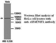 EIF4ENIF1 / 4E-T Antibody