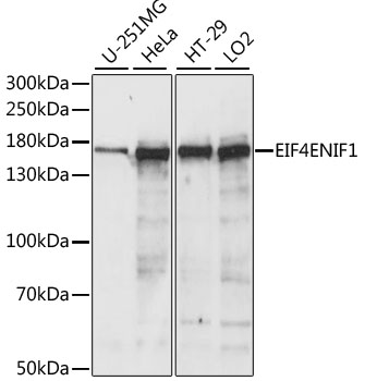 EIF4ENIF1 / 4E-T Antibody - Western blot analysis of extracts of various cell lines, using EIF4ENIF1 antibody at 1:1000 dilution. The secondary antibody used was an HRP Goat Anti-Rabbit IgG (H+L) at 1:10000 dilution. Lysates were loaded 25ug per lane and 3% nonfat dry milk in TBST was used for blocking. An ECL Kit was used for detection and the exposure time was 3s.