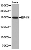 EIF4G1 / EIF4G Antibody - Western blot analysis of extracts of HeLa cells.