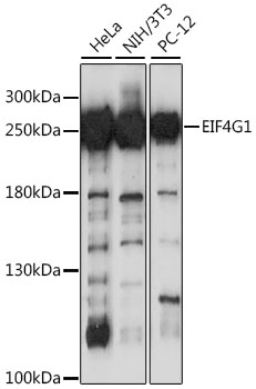 EIF4G1 / EIF4G Antibody - Western blot analysis of extracts of various cell lines, using EIF4G antibody at 1:1000 dilution. The secondary antibody used was an HRP Goat Anti-Rabbit IgG (H+L) at 1:10000 dilution. Lysates were loaded 25ug per lane and 3% nonfat dry milk in TBST was used for blocking. An ECL Kit was used for detection and the exposure time was 90s.