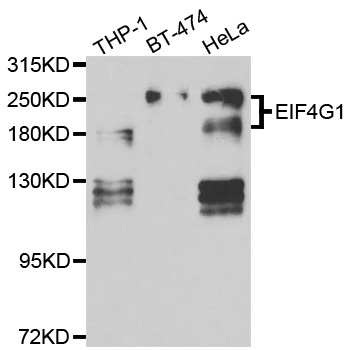 EIF4G1 / EIF4G Antibody - Western blot analysis of extracts of various cell lines.