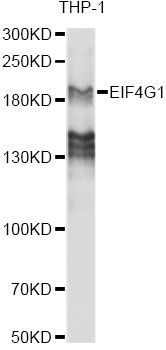 EIF4G1 / EIF4G Antibody - Western blot analysis of extracts of various cell lines, using EIF4G antibody at 1:1000 dilution. The secondary antibody used was an HRP Goat Anti-Rabbit IgG (H+L) at 1:10000 dilution. Lysates were loaded 25ug per lane and 3% nonfat dry milk in TBST was used for blocking. An ECL Kit was used for detection and the exposure time was 60S.