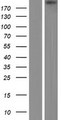 EIF4G1 / EIF4G Protein - Western validation with an anti-DDK antibody * L: Control HEK293 lysate R: Over-expression lysate
