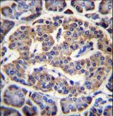 EIF4H Antibody - EIF4H Antibody immunohistochemistry of formalin-fixed and paraffin-embedded human pancreas tissue followed by peroxidase-conjugated secondary antibody and DAB staining.