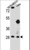 EIF4H Antibody - EIF4H Antibody western blot of MDA-MB231,HeLa cell line lysates (35 ug/lane). The EIF4H antibody detected the EIF4H protein (arrow).