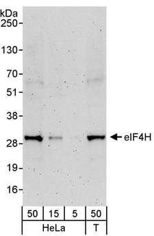 EIF4H Antibody - Detection of Human eIF4H by Western Blot. Samples: Whole cell lysate from HeLa (5, 15 and 50 ug) and 293T (T; 50 ug) cells. Antibodies: Affinity purified rabbit anti-eIF4H antibody used for WB at 0.04 ug/ml. Detection: Chemiluminescence with an exposure time of 3 minutes.