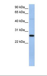 EIF4H Antibody - 721_B cell lysate. Antibody concentration: 1.0 ug/ml. Gel concentration: 12%.  This image was taken for the unconjugated form of this product. Other forms have not been tested.