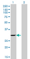 EIF4H Antibody - Western Blot analysis of WBSCR1 expression in transfected 293T cell line by WBSCR1 monoclonal antibody (M07), clone 4B2.Lane 1: WBSCR1 transfected lysate(27.4 KDa).Lane 2: Non-transfected lysate.