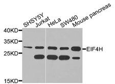 EIF4H Antibody - Western blot analysis of extracts of various cells.