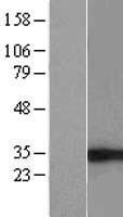 EIF4H Protein - Western validation with an anti-DDK antibody * L: Control HEK293 lysate R: Over-expression lysate