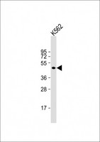 EIF5 Antibody - Anti-EIF5 Antibody (Center) at 1:2000 dilution + K562 whole cell lysate Lysates/proteins at 20 µg per lane. Secondary Goat Anti-Rabbit IgG, (H+L), Peroxidase conjugated at 1/10000 dilution. Predicted band size: 49 kDa Blocking/Dilution buffer: 5% NFDM/TBST.
