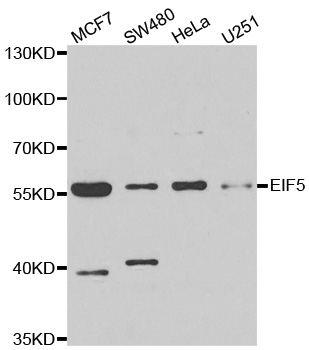 EIF5 Antibody - Western blot analysis of extracts of various cell lines.