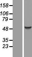 EIF5 Protein - Western validation with an anti-DDK antibody * L: Control HEK293 lysate R: Over-expression lysate