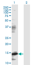 EIF5A Antibody - Western Blot analysis of EIF5A expression in transfected 293T cell line by EIF5A monoclonal antibody (M01), clone 8C1.Lane 1: EIF5A transfected lysate(16.8 KDa).Lane 2: Non-transfected lysate.