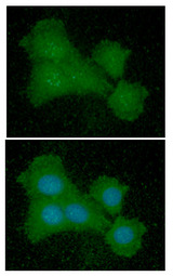 EIF5A Antibody - ICC/IF analysis of EIF5A in Balb/3T3 cells line, stained with DAPI (Blue) for nucleus staining and monoclonal anti-human EIF5A antibody (1:100) with goat anti-mouse IgG-Alexa fluor 488 conjugate (Green).