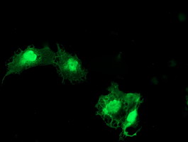 EIF5A2 Antibody - Anti-EIF5A2 mouse monoclonal antibody immunofluorescent staining of COS7 cells transiently transfected by pCMV6-ENTRY EIF5A2.