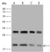 EIF5A2 Antibody - Anti-EIF5A2 rabbit polyclonal antibody at 1:500 dilution. Lane A: HeLa Whole Cell Lysate. Lane B: A431 Whole Cell Lysate. Lane C: CaCo 2 Whole Cell Lysate. Lane D: HepG2 Whole Cell Lysate. Lysates/proteins at 30 ug per lane. Secondary: Goat Anti-Rabbit IgG (H+L)/HRP at 1/10000 dilution. Developed using the ECL technique. Performed under reducing conditions. Predicted band size: 17 kDa. Observed band size: 19 kDa.