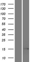 EIF5AL1 Protein - Western validation with an anti-DDK antibody * L: Control HEK293 lysate R: Over-expression lysate