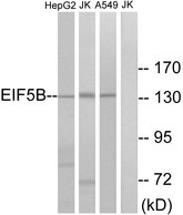 EIF5B / IF2 Antibody - Western blot analysis of lysates from Jurkat, HepG2, and A549 cells, using EIF5B Antibody. The lane on the right is blocked with the synthesized peptide.