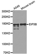 EIF5B / IF2 Antibody - Western blot analysis of extracts of various cell lines, using EIF5B antibody.