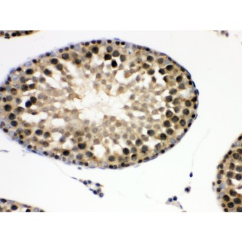 EIF6 Antibody - EIF6 antibody IHC-paraffin. IHC(P): Rat Testis Tissue.
