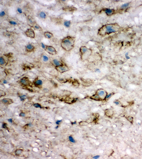 EIF6 Antibody - EIF6 antibody. IHC(F): Human Placenta Tissue.