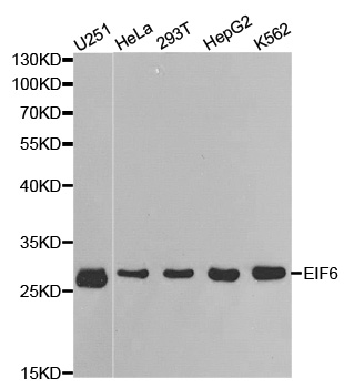 EIF6 Antibody - Western blot analysis of extracts of various cell lines.