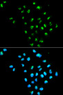 EIF6 Antibody - Immunofluorescence analysis of MCF7 cells.