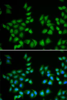 EIF6 Antibody - Immunofluorescence analysis of A549 cells.