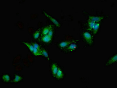 EIF6 Antibody - Immunofluorescent analysis of Hela cells using EIF6 Antibody at dilution of 1:100 and Alexa Fluor 488-congugated AffiniPure Goat Anti-Rabbit IgG(H+L)
