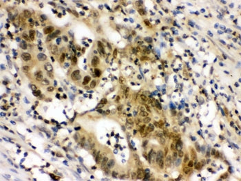 EIF6 Antibody