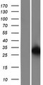 EIF6 Protein - Western validation with an anti-DDK antibody * L: Control HEK293 lysate R: Over-expression lysate