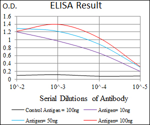 EKLF / KLF1 Antibody - Red: Control Antigen (100ng); Purple: Antigen (10ng); Green: Antigen (50ng); Blue: Antigen (100ng);