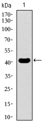 EKLF / KLF1 Antibody - Western blot using KLF1 monoclonal antibody against human KLF1 recombinant protein. (Expected MW is 42.6 kDa)