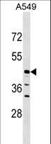 ELAC1 Antibody - ELAC1 Antibody western blot of A549 cell line lysates (35 ug/lane). The ELAC1 antibody detected the ELAC1 protein (arrow).