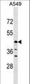 ELAC1 Antibody - ELAC1 Antibody western blot of A549 cell line lysates (35 ug/lane). The ELAC1 antibody detected the ELAC1 protein (arrow).