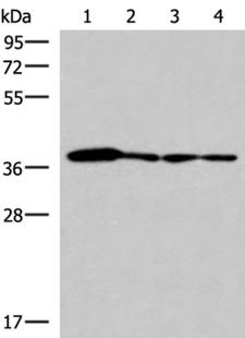 ELAC1 Antibody - Western blot analysis of 293T PC3 A549 and HepG2 cell lysates  using ELAC1 Polyclonal Antibody at dilution of 1:800