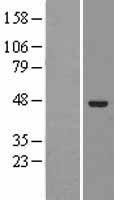 ELAC1 Protein - Western validation with an anti-DDK antibody * L: Control HEK293 lysate R: Over-expression lysate
