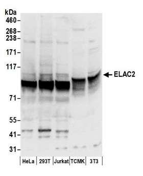 ELAC2 Antibody - Detection of human and mouse ELAC2 by western blot. Samples: Whole cell lysate (50 µg) from HeLa, HEK293T, Jurkat, mouse TCMK-1, and mouse NIH 3T3 cells prepared using NETN lysis buffer. Antibody: Affinity purified rabbit anti-ELAC2 antibody used for WB at 0.1 µg/ml. Detection: Chemiluminescence with an exposure time of 3 seconds.