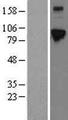 ELAC2 Protein - Western validation with an anti-DDK antibody * L: Control HEK293 lysate R: Over-expression lysate