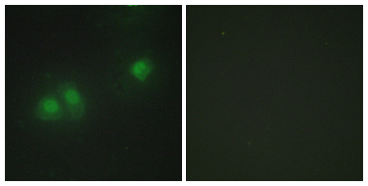 ELAV Like / ELAVL2 + ELAVL4 Antibody - Immunofluorescence analysis of HepG2 cells, using ELAV2/4 Antibody. The picture on the right is blocked with the synthesized peptide.