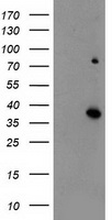 ELAVL1 / HUR Antibody - HEK293T cells were transfected with the pCMV6-ENTRY control (Left lane) or pCMV6-ENTRY ELAVL1 (Right lane) cDNA for 48 hrs and lysed. Equivalent amounts of cell lysates (5 ug per lane) were separated by SDS-PAGE and immunoblotted with anti-ELAVL1.