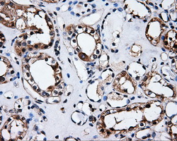 ELAVL1 / HUR Antibody - IHC of paraffin-embedded Kidney tissue using anti-ELAVL1 mouse monoclonal antibody. (Dilution 1:50).