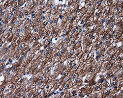 ELAVL1 / HUR Antibody - IHC of paraffin-embedded liver tissue using anti-ELAVL1 mouse monoclonal antibody. (Dilution 1:50).