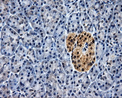 ELAVL1 / HUR Antibody - IHC of paraffin-embedded pancreas tissue using anti-ELAVL1 mouse monoclonal antibody. (Dilution 1:50).