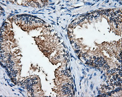 ELAVL1 / HUR Antibody - IHC of paraffin-embedded prostate tissue using anti-ELAVL1 mouse monoclonal antibody. (Dilution 1:50).