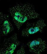 ELAVL1 / HUR Antibody - Confocal immunofluorescence of ELAVL1 Antibody with NCI-H460 cell followed by Alexa Fluor 488-conjugated goat anti-mouse lgG (green). DAPI was used to stain the cell nuclear (blue).
